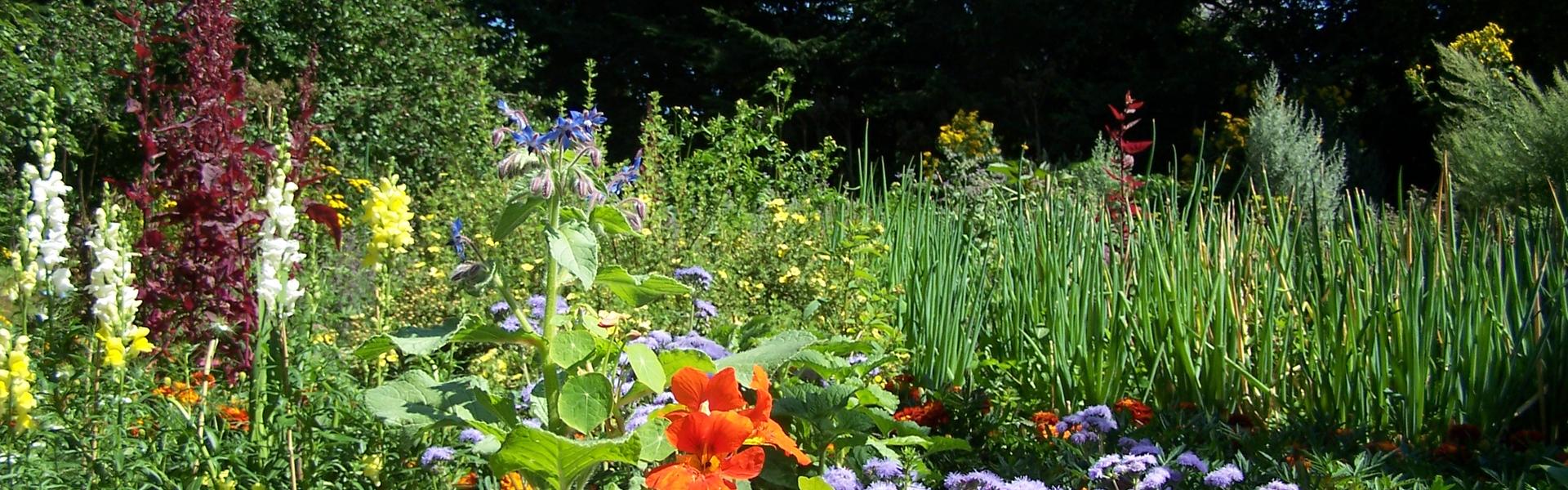 Ogród z kolorowymi kwiatami i ziołami.