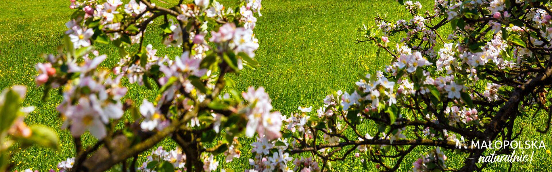 Kwitnące jabłonie na tle łąki. W prawym dolnym rogu logo - napis Małopolska naturalnie