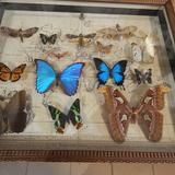 Image: ARTHROPODA Butterfly Museum in Bochnia