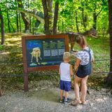 Od prawej duży konar drzewa i liny. Obok dziewczynka z małym chłopcem stoją przed tablicą informacyjną z opisami. W tle bliżej ,stoi brązowy pochylony dinozaur a za nim dalej wśród drzew dinozaur z długą szyją.
