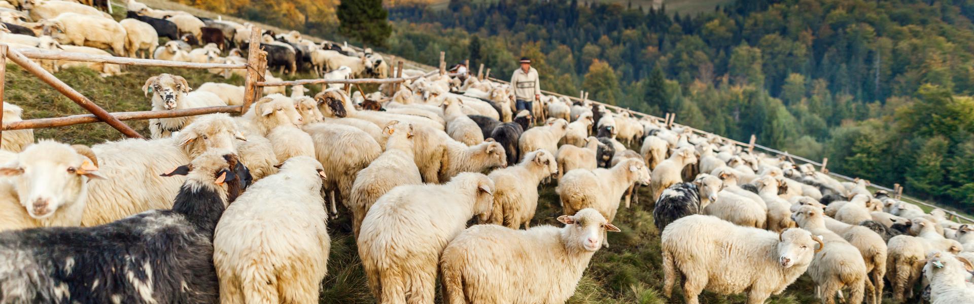 owce tłoczące się w stadzie