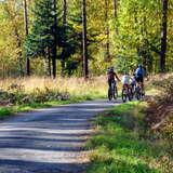 Widok na grupę osób jadących na rowerze po asfaltowej drodze. Wokół las.